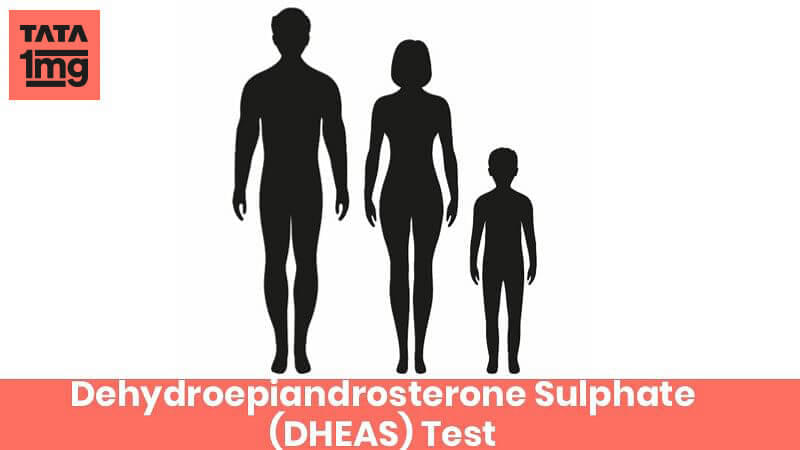 Dehydroepiandrosterone Sulphate
